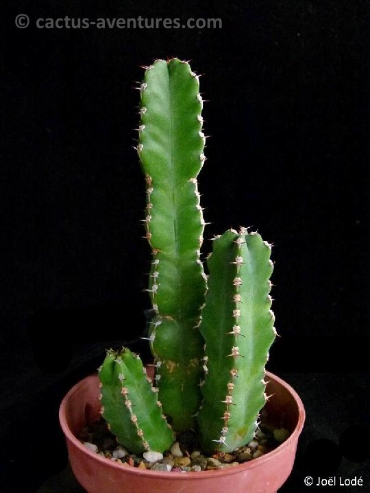 Euphorbia makallensis P1120644